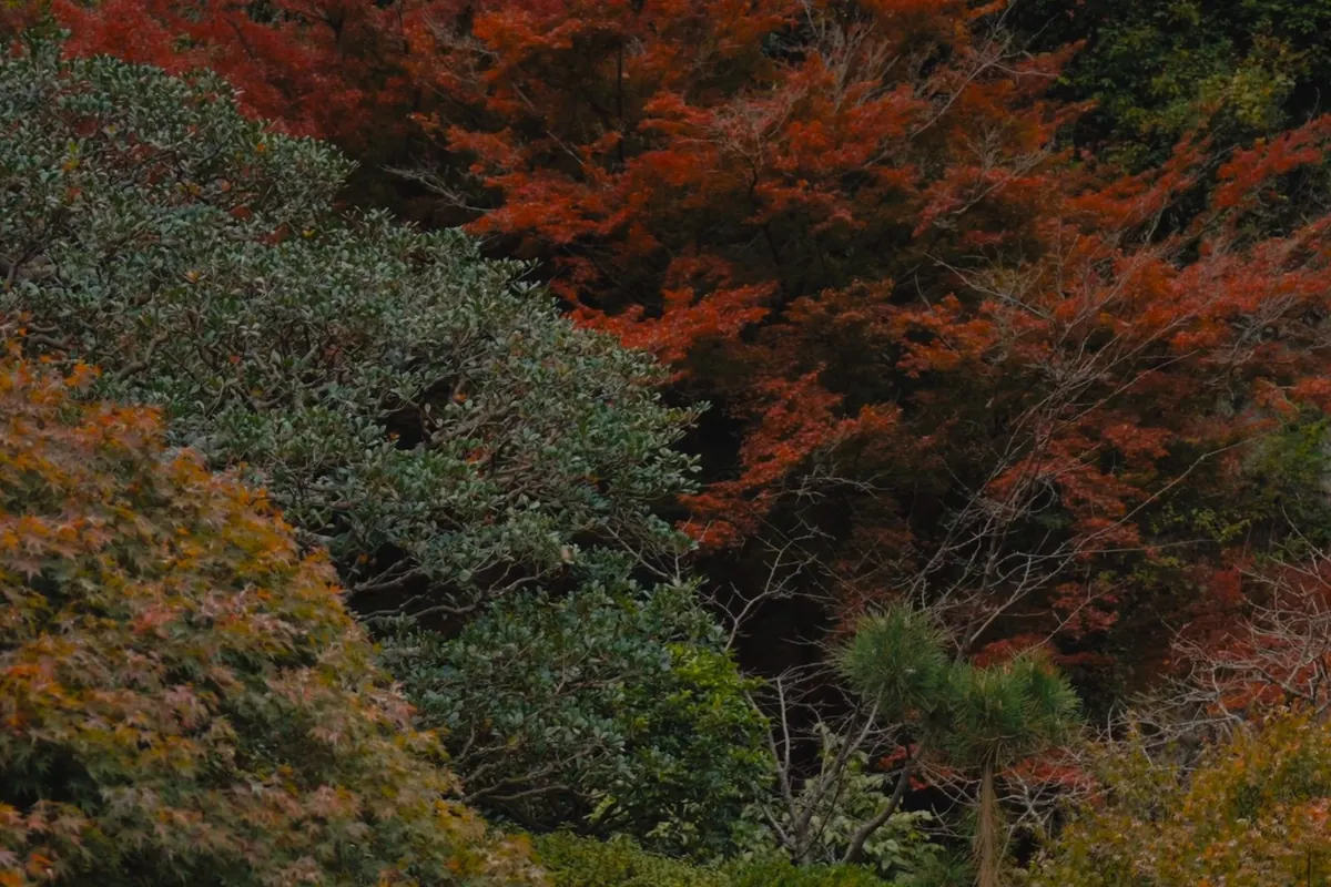 Trees in autumn colour